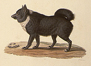 Gaimard lithograph of Icelandic dog, small version.