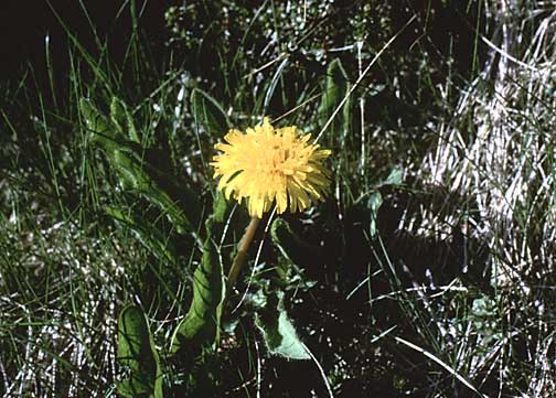 Color photo of dandelion, larger version.