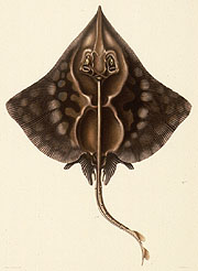 Color lithograph of skate, small version.
