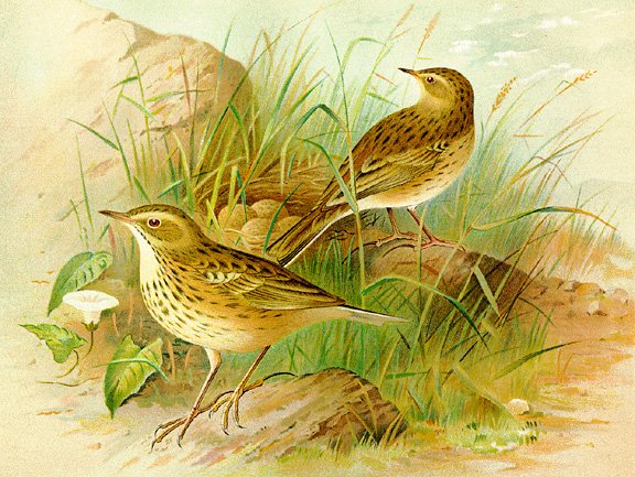 Color illustration of meadow pipits, larger version.
