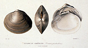 Gaimard lithograph of seashells, small version.