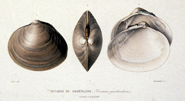 Gaimard lithograph of seashells, larger version.