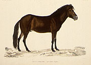 Color lithograph of Icelandic horse, small version.