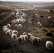 Color photo of sheep, small version.