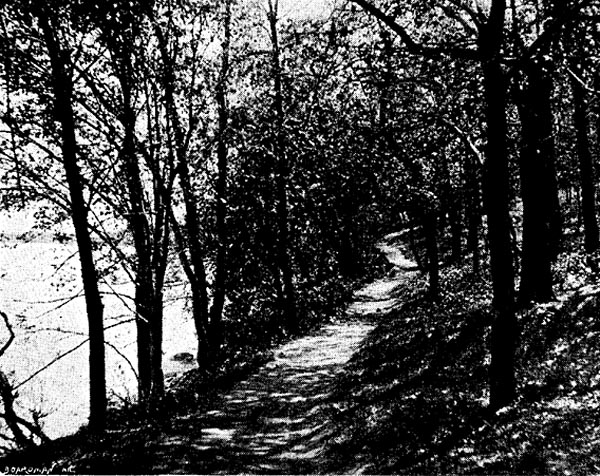 Image of A WOODLAND PATH