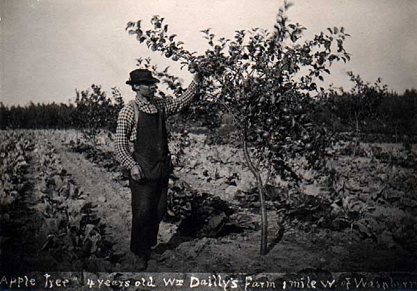 Image of Apple tree