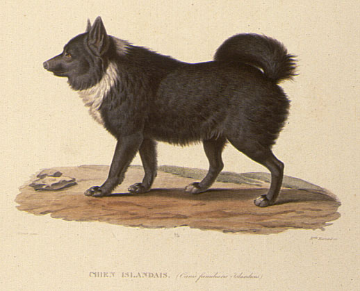 Gaimard lithograph of Icelandic dog, larger version.