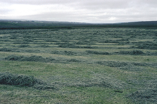 Color photo of rainy field, larger version.