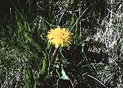Color photo of dandelion, small version.