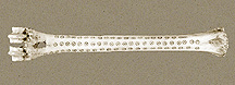 Photo of threadbone, small version.