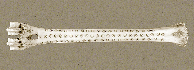 Photo of threadbone, larger version.