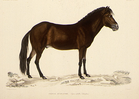 Color lithograph of Icelandic horse, larger version.
