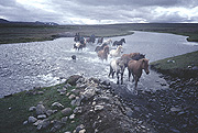 Color photo of horses at ford, small version.
