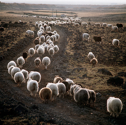 Color photo of sheep, larger version.