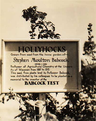 Image of Babcock Memorial Hollyhocks