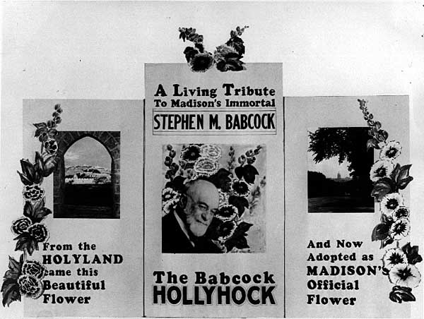 Image of Babcock Hollyhock