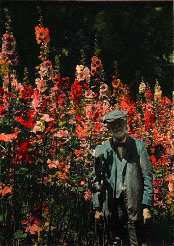 Image of Stephen Babcock and his hollyhocks