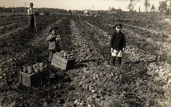Image of Children in Potato Field
