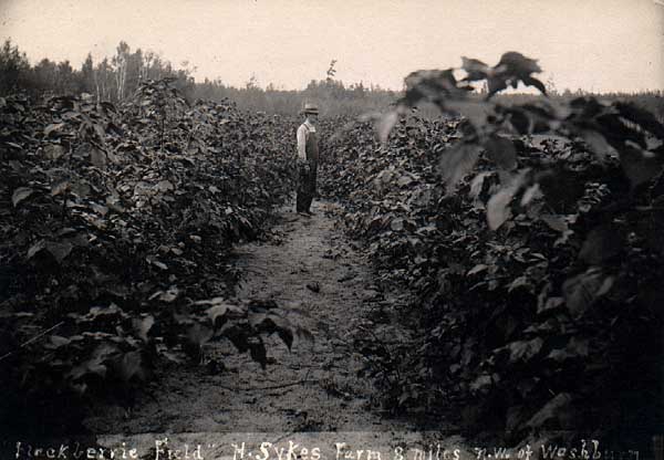 Image of Blackberry Field