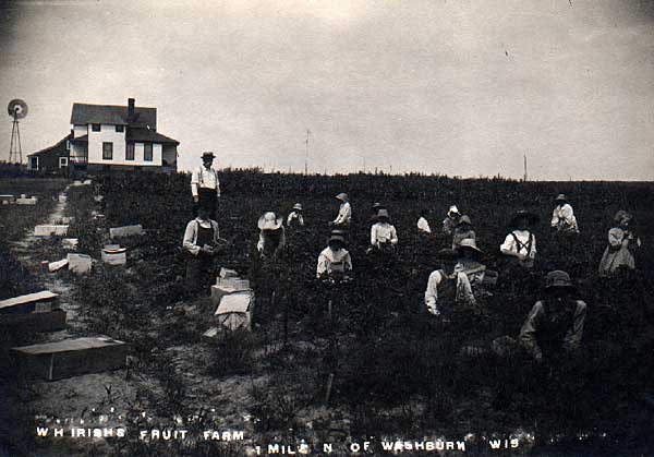 Image of W. H. Irish's Fruit Farm