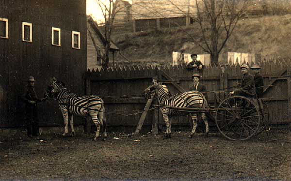 Image of Ringling Circus