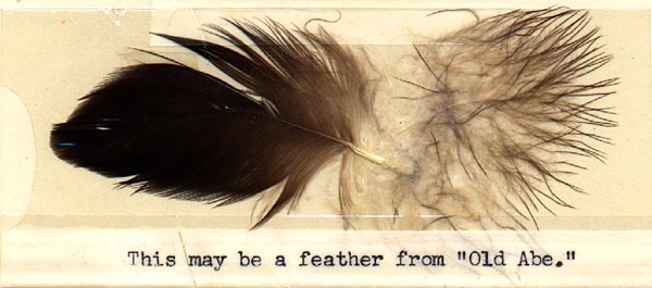 Image of Old Abe's Feather