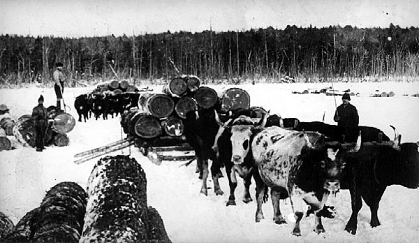 Image of Hauling Logs with Oxen